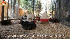 Куриная рутина – что делают куры на выгуле 😂 эпизод (27)