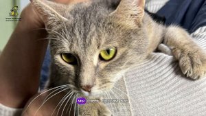 Кортни победила лишай и ищет семью