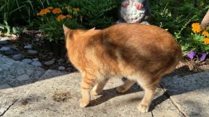 Цветущий сад и разнообразные животные гостевого дома "Лазурный залив".