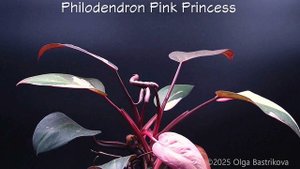 Philodendron Pink Princess