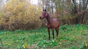 Новая/старая лошадь, странное растение из Канады и🐐🐎🦮