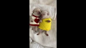 Холодок - детская песенка | AI