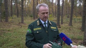 Сотрудники регионального Минлесхоза выявили десятки незаконных случаев рубки леса