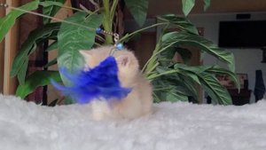 Esenin Lusy Style.mp4