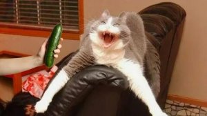 🤣🤣 САМЫЕ СМЕШНЫЕ ПРАНКИ НАД КОТАМИ!!! 🤣🤣