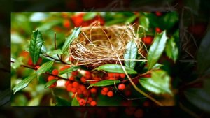 Crimeanization - The Eighth Day of November