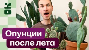 Опунции. Как мои кактусы выросли за лето!