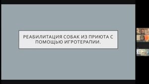 Игротерапия для собак и реабилитация собак из приютов с ее помощью. Анна Зябликова