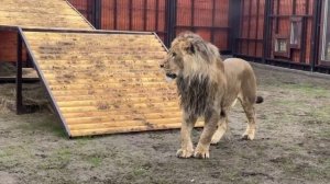 Шархан 16.10.2025 Видео от сотрудников минскзоо