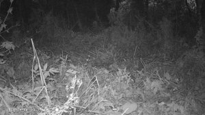 Что сняла фотоловушка / С Эльфом в деревне