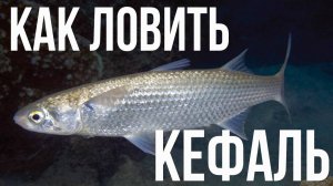 Черноморская кефаль. Что это за рыба? Как ловить кефаль?