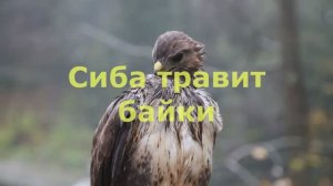 Сиба травит байки