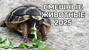 Смешные животные 2025 - попробуй не засмеяться! (№91)