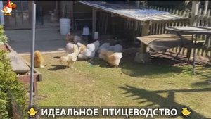 Идеальное птицеводство достойно восхищения 🐓🦆🦢🦚🦃🐔 эпизод (371)