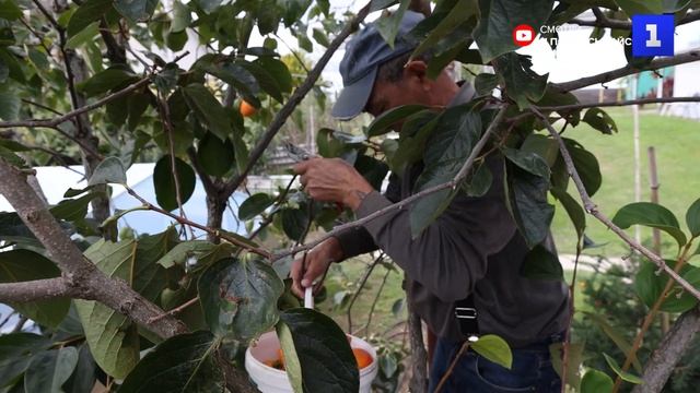 В селе Нижняя Шиловка Краснодарского края собирают урожаи хурмы
