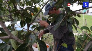 В селе Нижняя Шиловка Краснодарского края собирают урожай хурмы