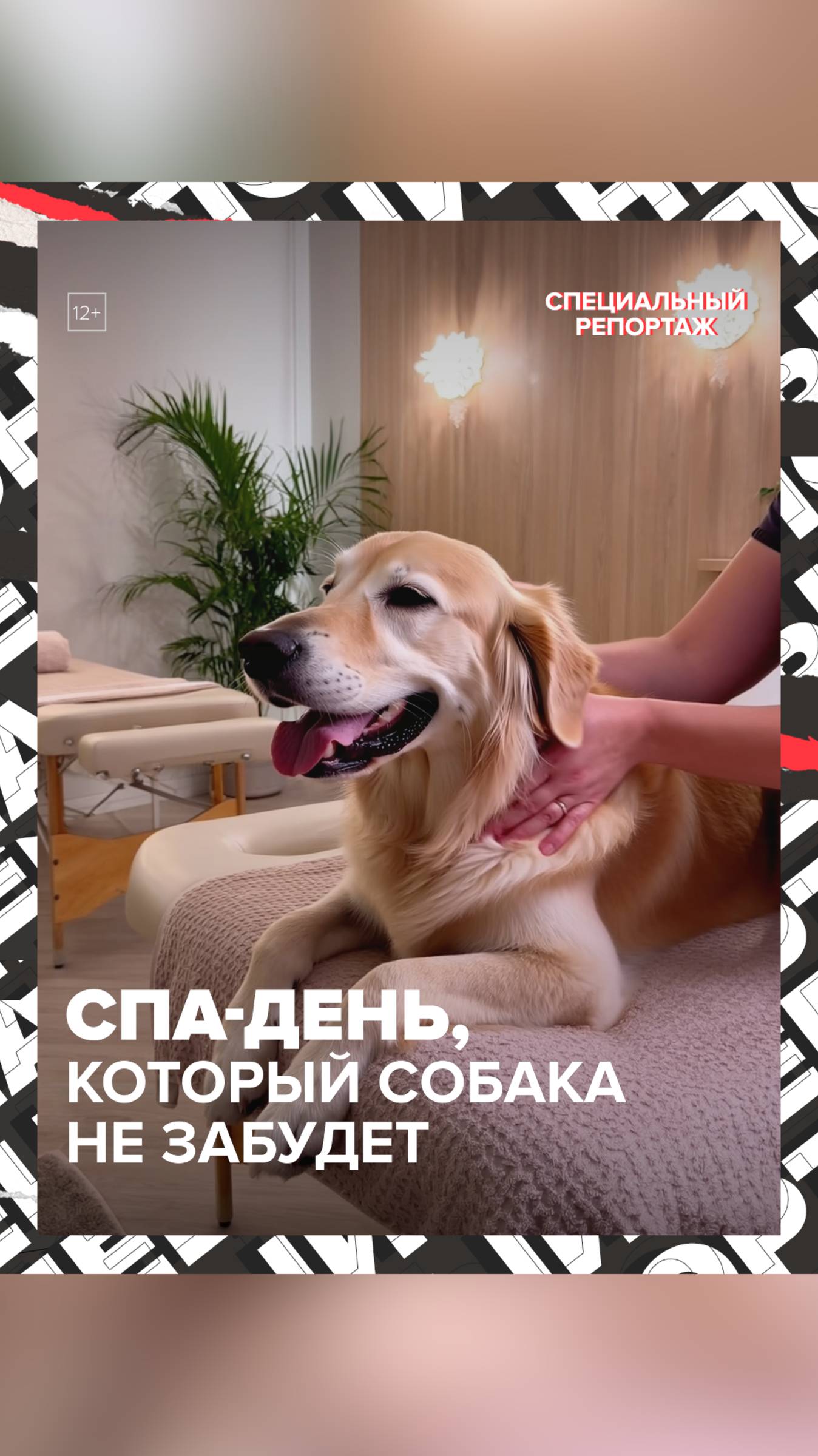 Спа-день СОБАКИ