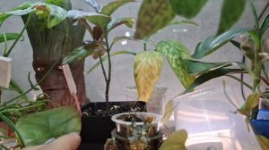 Утренний обзор растений 🌹небольшие изменения