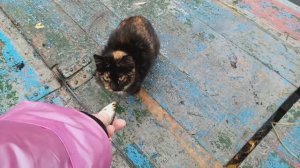 Дождь не помеха!