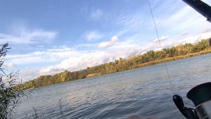 Крупная плотва ловлю на фидер