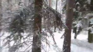 Прогулка по зимнему лесу.