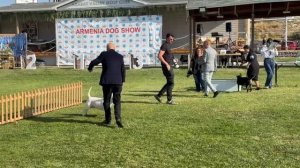 16.10.2025 Армения Ереван 🇦🇲 ADLA-FCI CAC CACIB Danny Bull Terrier BIV II