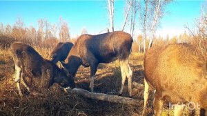 Редкий случай. У лосихи три лосенка.