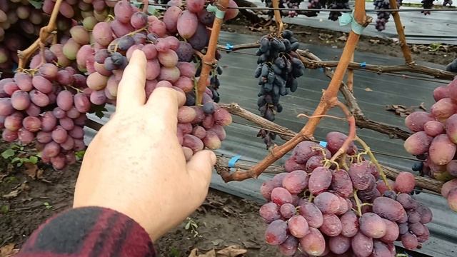 Виноград Императрица (Калугин В. М.) 15.10.25г. виноградник Король В. Н. Slava.King2007@mail.ru смотреть онлайн