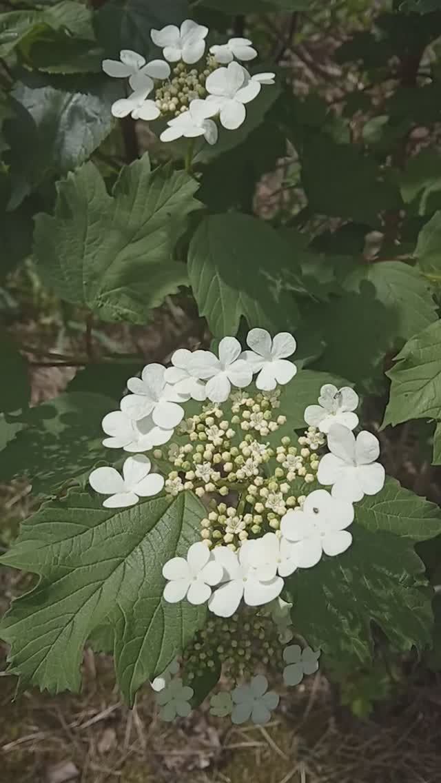 Калина красная цветет красиво