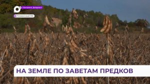 Богатый урожай сои в Приморье собирает семья староверов Калугиных, вернувшихся из Бразилии