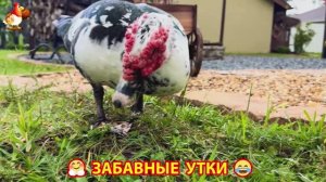Забавные утки мускусные и пекинские на свободном выгуле со своими друзьями ч.(254) ❣️🤗😂