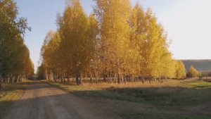 Комнатные растения! Сингониум Триколор, Папоротник Флебодиум, Ноллина и мн. др! Мой зимний сад!