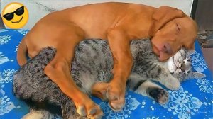 СМЕШНЫЕ КОТЫ И СОБАКИ | ЛУЧШИЕ ПРИКОЛЫ С КОТАМИ, КОШКИ, ЖИВОТНЫЕ