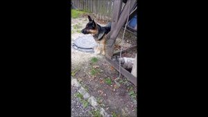 Собака. Кот. Том и Кос