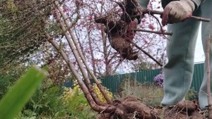 Вернулась через 18 дней, что с участком, много дел.