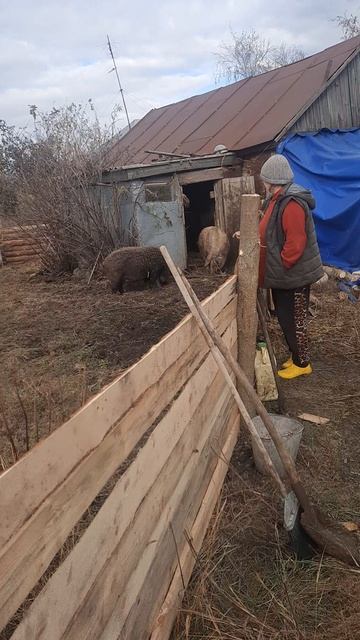 венгерская мангалица смотреть онлайн
