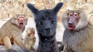 УРА! Малыш ламы стал кушать сам! Феня кинулась на нас- не понравилось название сериала! И про макак