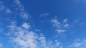 16.10.25 г. Андижанские голуби (2)