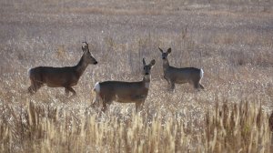 Зимний «гардероб» косуль: Октябрьские преображения в заказнике «Светлинский»!