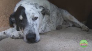 📺Помощь животным в Севастополе. Программа "Утро нового дня" (Севастополь, 16 октября 2025 г.)🎬