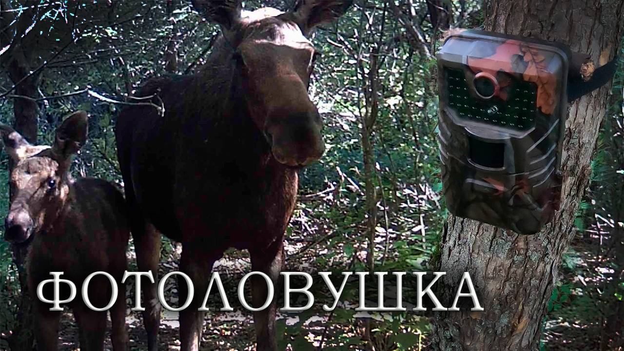 Лосиха и лосёнок Фотоловушка в лесу