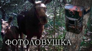 Лосиха и лосёнок Фотоловушка в лесу