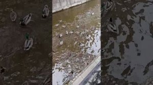 Пермь.Мотовилихинские пруды