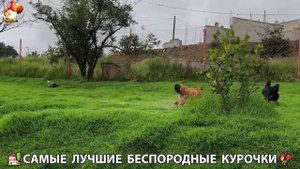 Цыплята и Курочки селяночки лучшие беспородные несушки 🥚 (356)