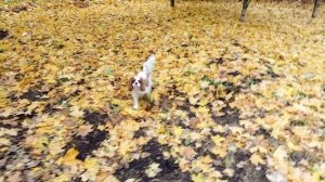 Кавалер кинг чарльз спаниель