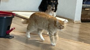 Сеекуундаа