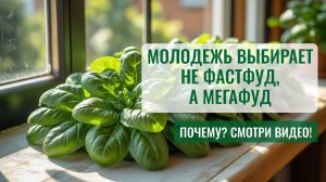 Шпинат, Еда +800% пользы, который вырастил студент на подоконнике. Как вырастить?