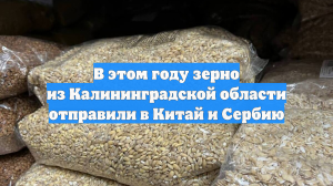 В этом году зерно из Калининградской области отправили в Китай и Сербию