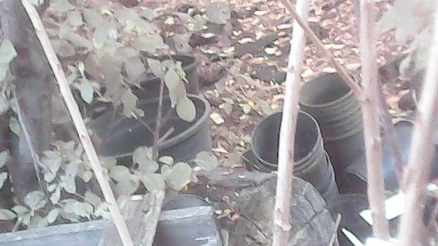 Полив саженцев ЗКС