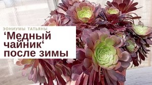 203. Привожу в порядок эониум 'Медный чайник' после зимы